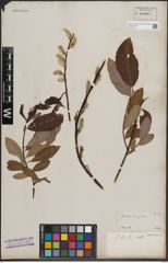 Foto von Salix discolor Muhl.